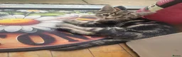 Mixed Breed cats for sale: Urgently Two male kitties looking for new home  in London - Advert 3
