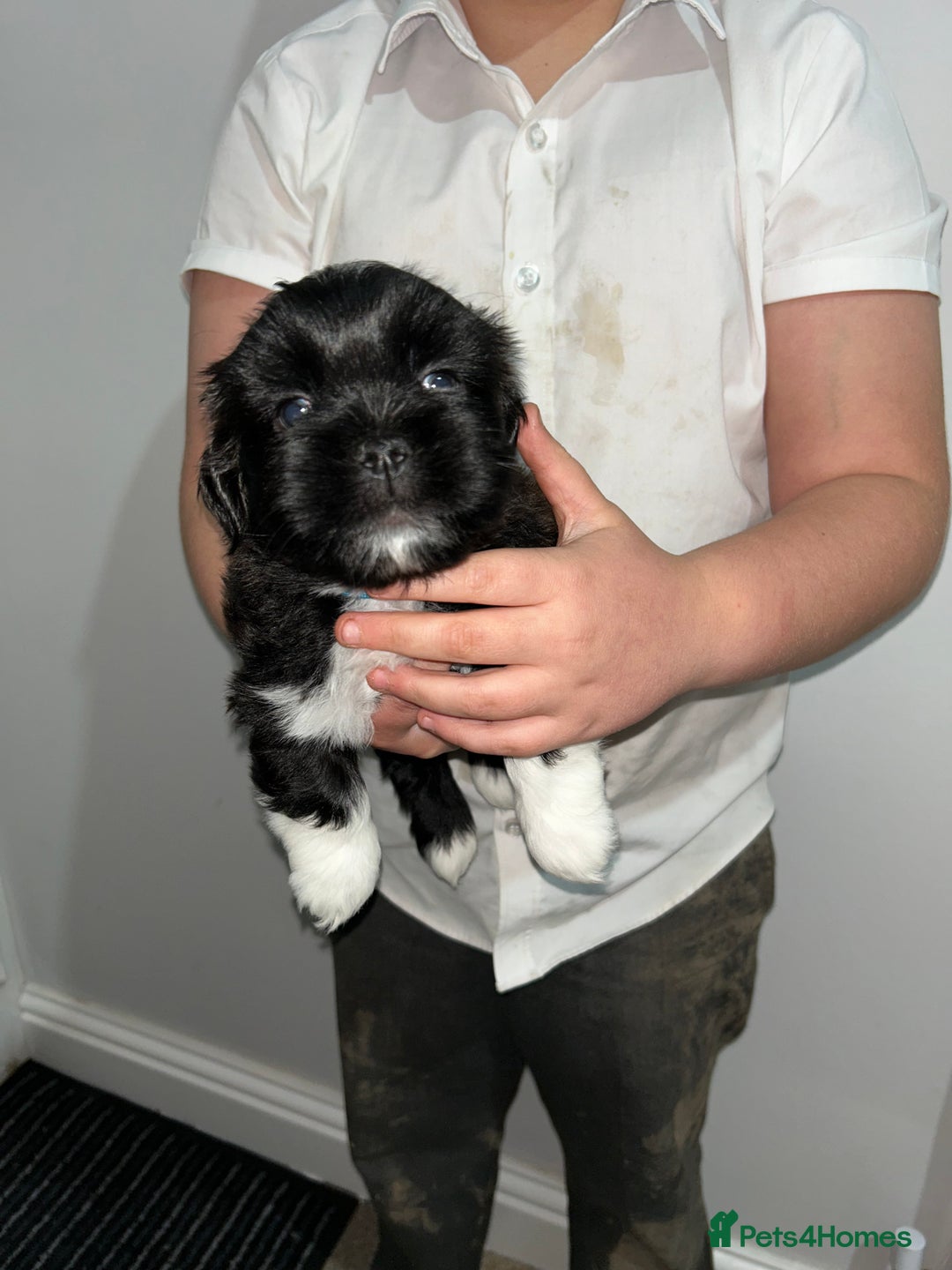 Lhasa Apso dogs for sale: KC Reg Lhasa pup READY TO GO - Advert 19