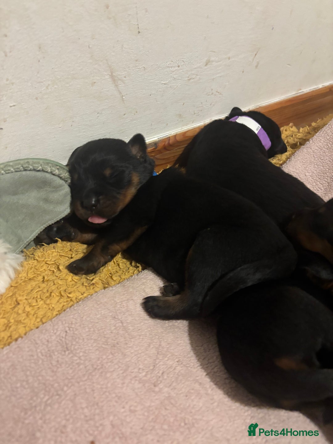 Rottweiler dogs for sale: *** Pedigree Rottweiler puppies*** - Advert 3