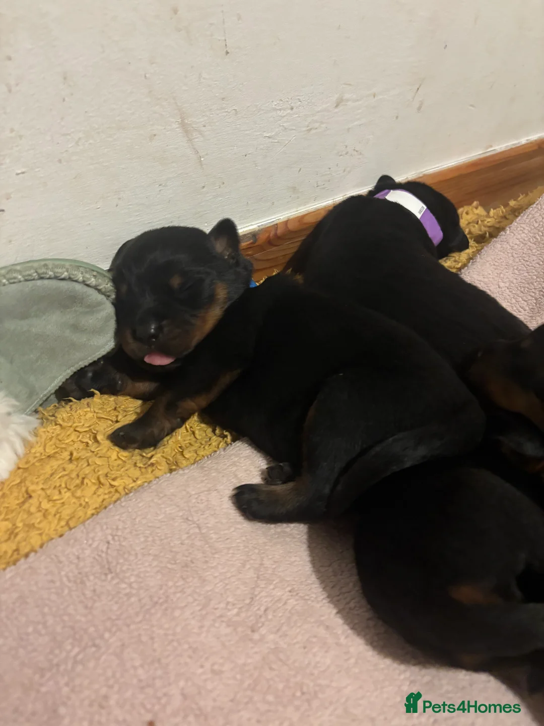 Rottweiler dogs for sale: *** Pedigree Rottweiler puppies ready in 2 wks*** - Advert 7