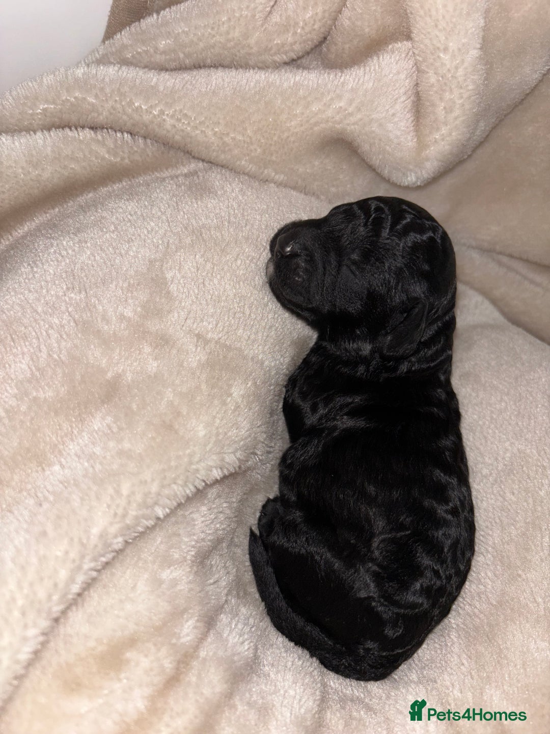 Cockapoo dogs for sale: Cockapoos puppies for sale *ready 19th feb* - Advert 19