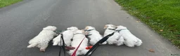 Sealyham Terrier dogs for sale: Male Sealyham Terrier  - Advert 10