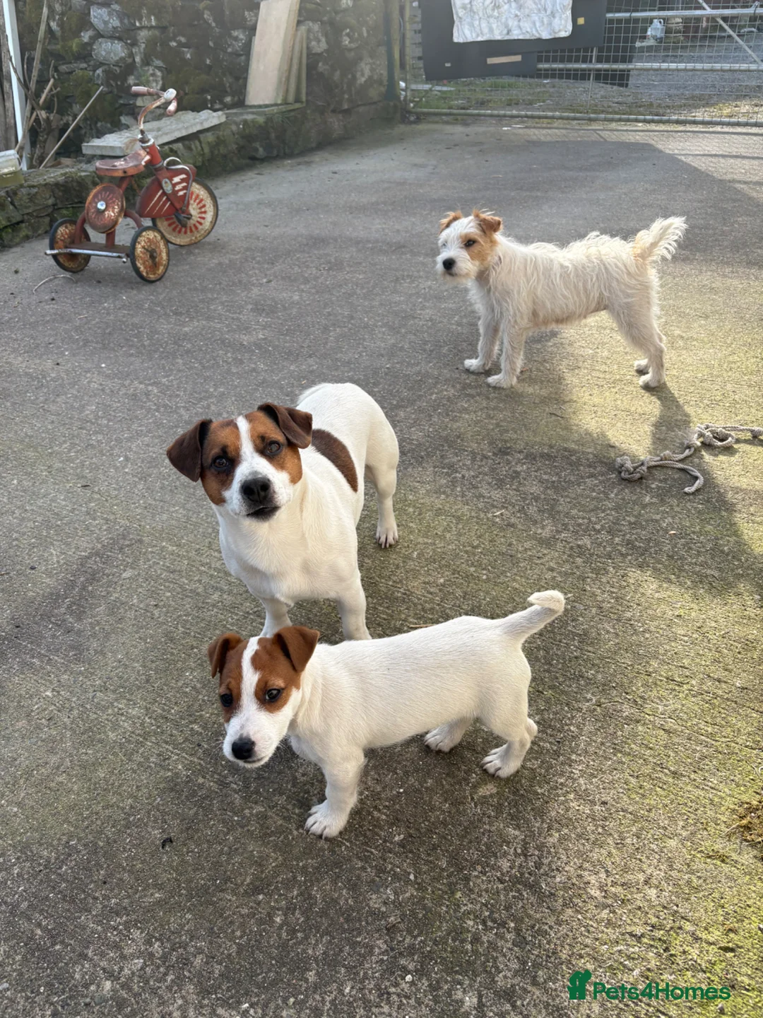 Jack Russell dogs for sale: Jack Russell pup  - Advert 5