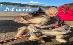 French Bulldog dogs for sale: Beautiful French bulldog puppies  - Image 24