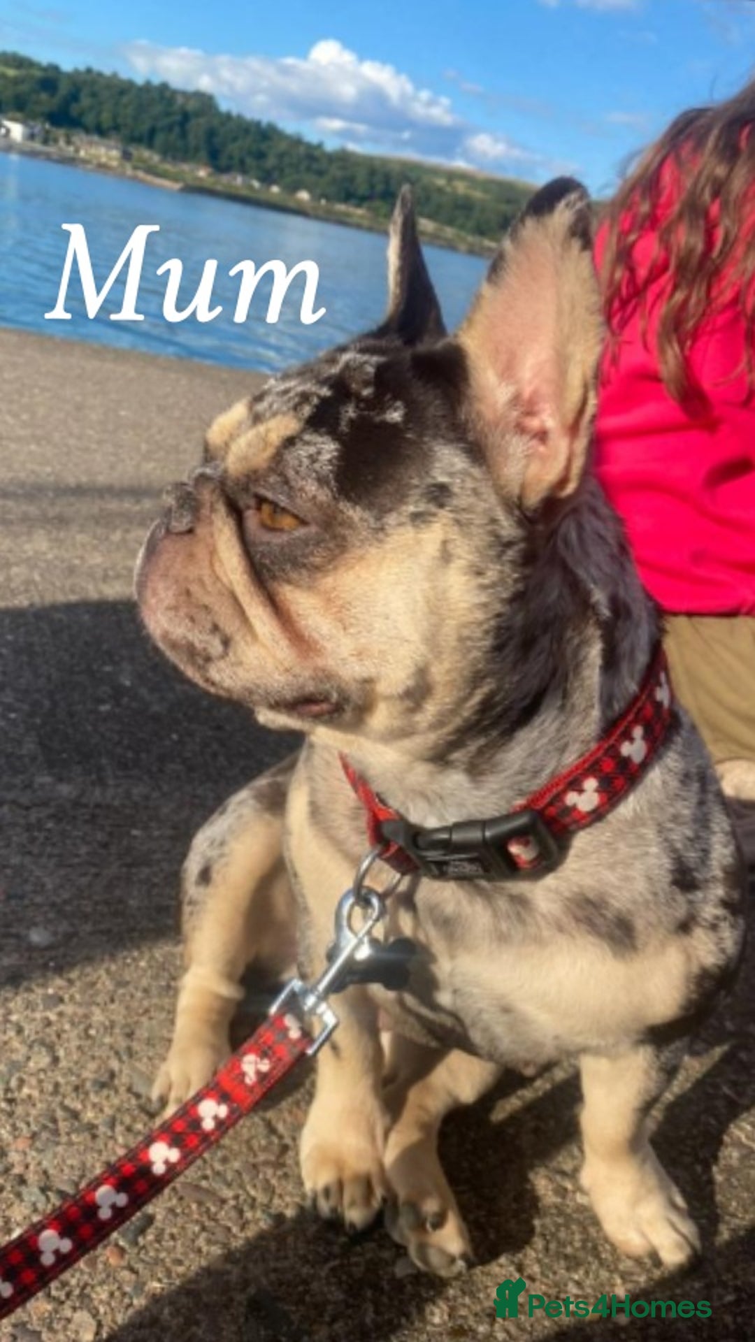 French Bulldog dogs for sale: Beautiful French bulldog puppies  - Image 24