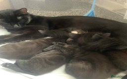 Mixed Breed cats for sale: British Bombay mixed  - Image 1