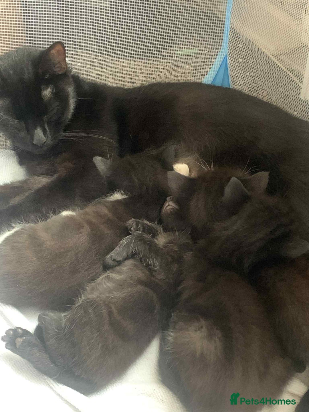Mixed Breed cats for sale: British Bombay mixed  - Image 1