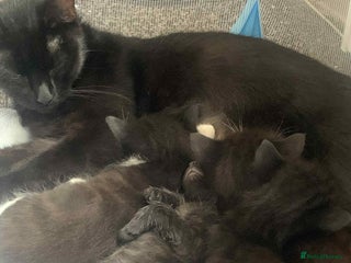 Mixed Breed cats - Advert 1