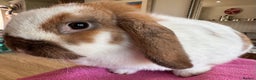 English Lop rabbits for sale: Beautiful female lop - Advert 2
