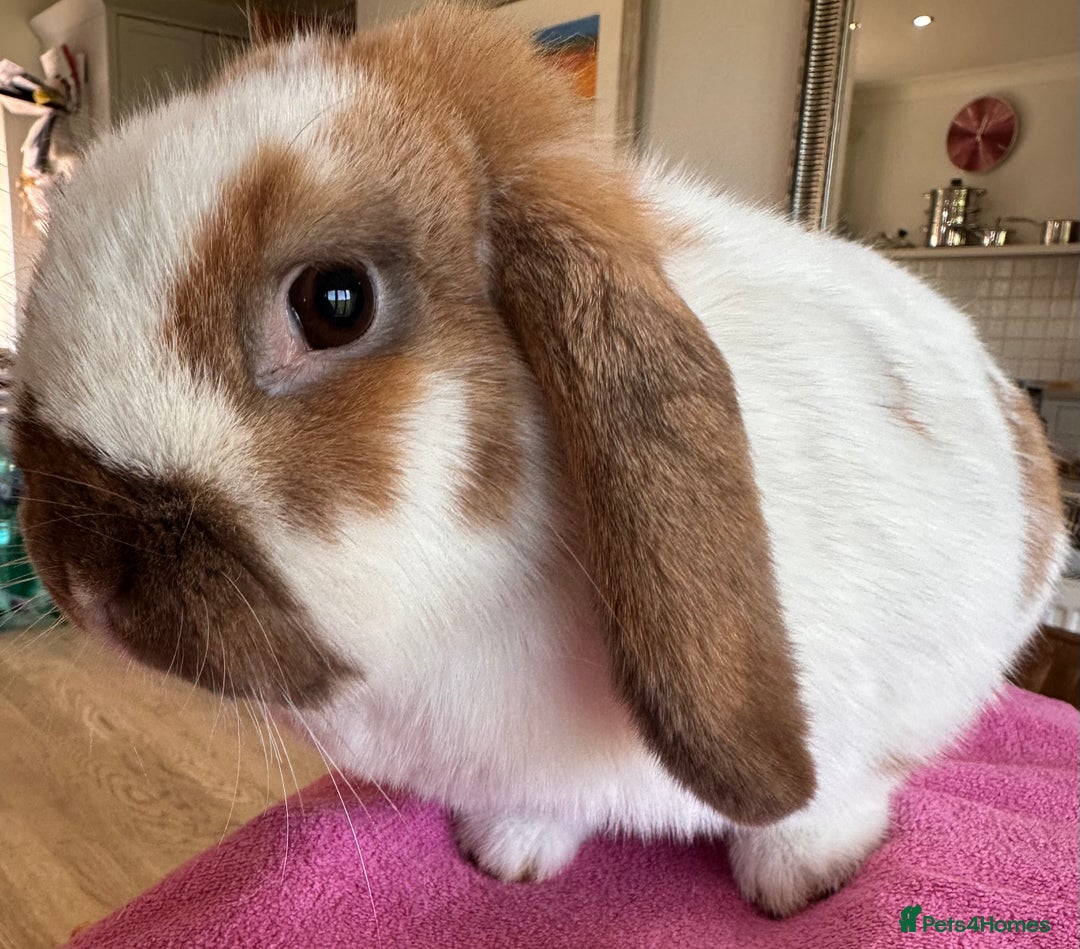 English Lop rabbits for sale: Beautiful female lop - Advert 2