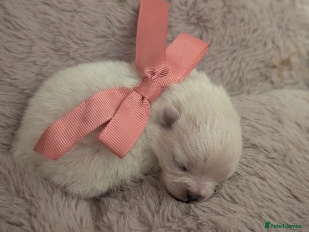 Pomeranian dogs for sale: Beautiful tiny Pomeranian girls  ONE LEFT  - Advert 34