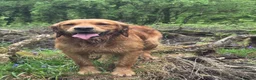 Golden Retriever dogs for stud: KC Health tested Working Golden Retriever Stud  - Advert 5