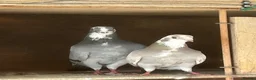 Pigeons birds for sale: spanish figuerita pair SELL/SWAP - Advert 2