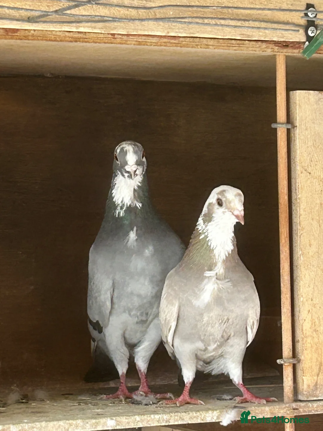Pigeons birds for sale: spanish figuerita pair SELL/SWAP - Advert 2
