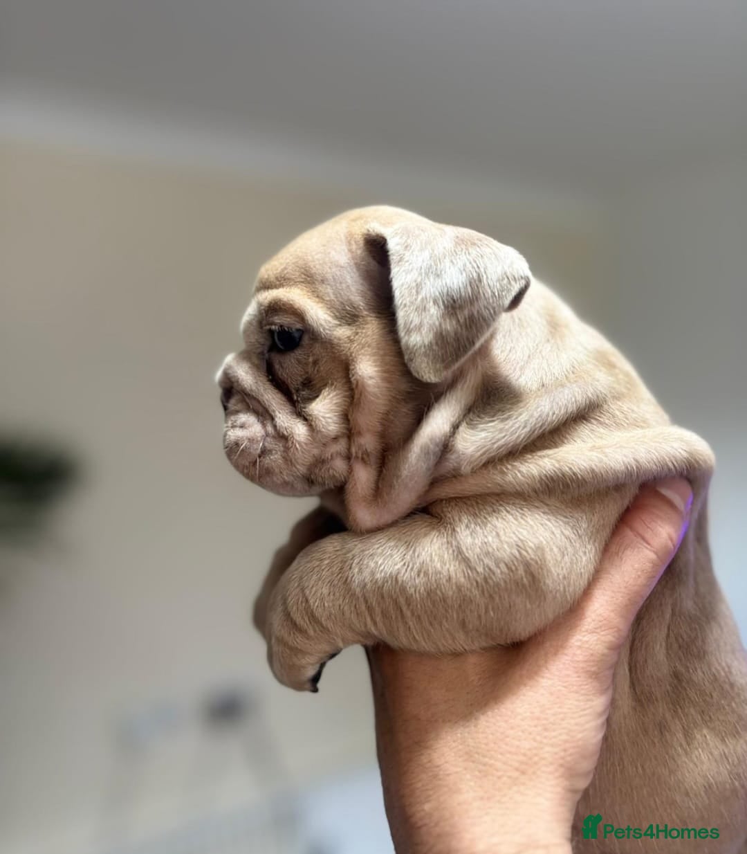 English Bulldog dogs for sale: Beautiful English Bulldog Puppies - Image 24
