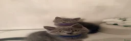 British Shorthair cats for sale: PEDIGREE British Shorthair Kittens - Advert 11