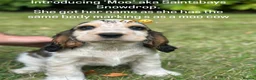 Cocker Spaniel dogs for sale: Stunning KC Reg Show type Cocker Spaniel puppies  - Advert 23