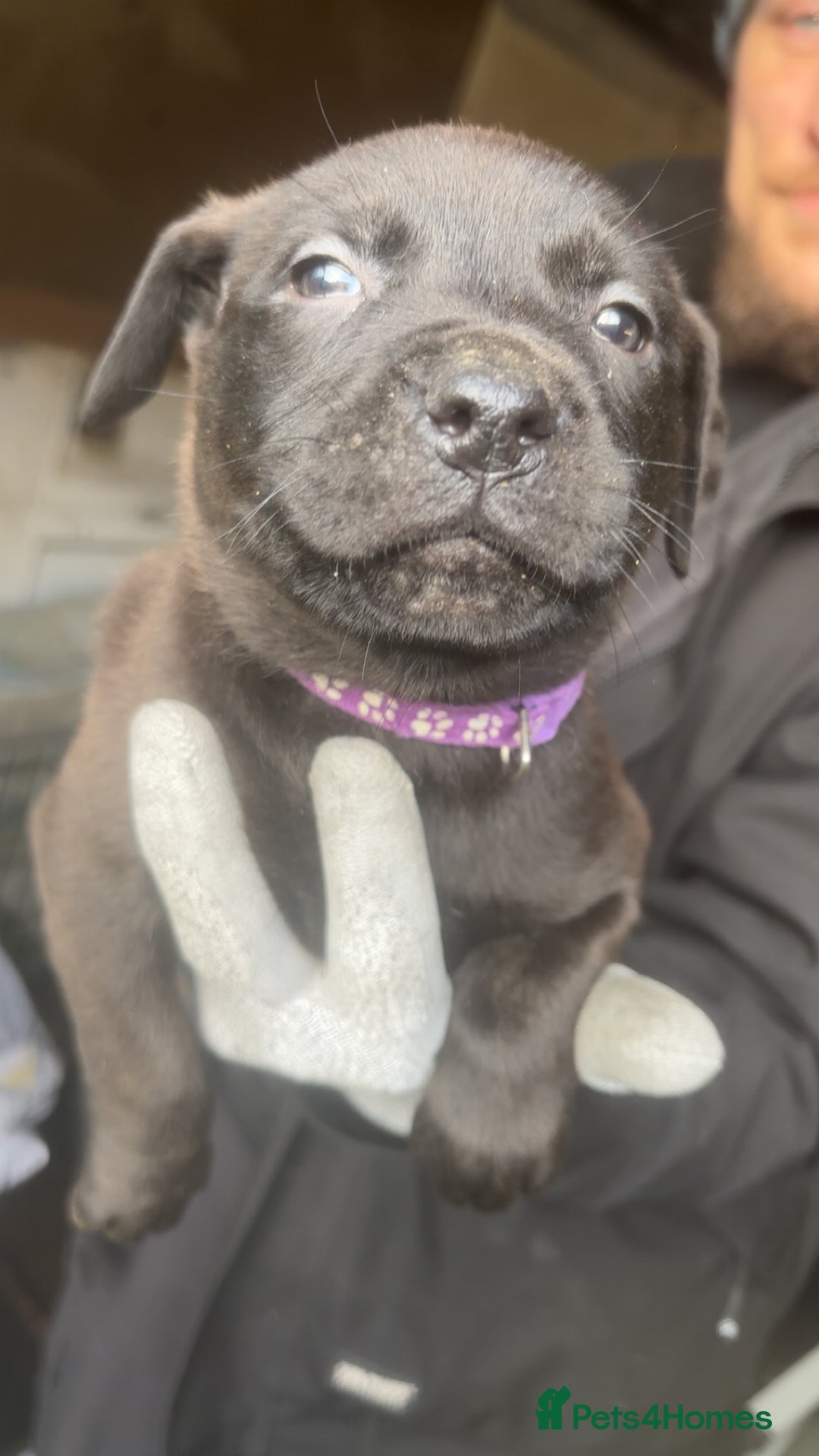 Mixed Breed dogs for sale: Rottiebulls - Advert 1