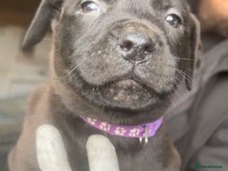 Mixed Breed dogs Rottiebulls - Advert 7