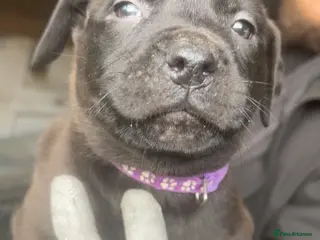 Mixed Breed dogs Rottiebulls - Advert 9