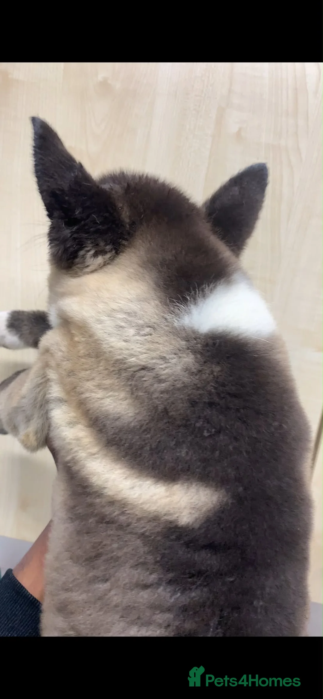Akita dogs for sale: Reduced!! American Akita puppy in Slough - Advert 2