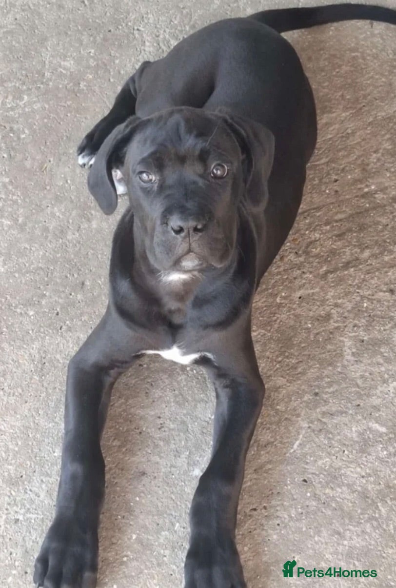 Cane Corso dogs CANE CORSO PUPPIES - Advert 5