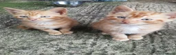 Mixed Breed cats for sale: Ginger Kittens for Sale - Advert 6