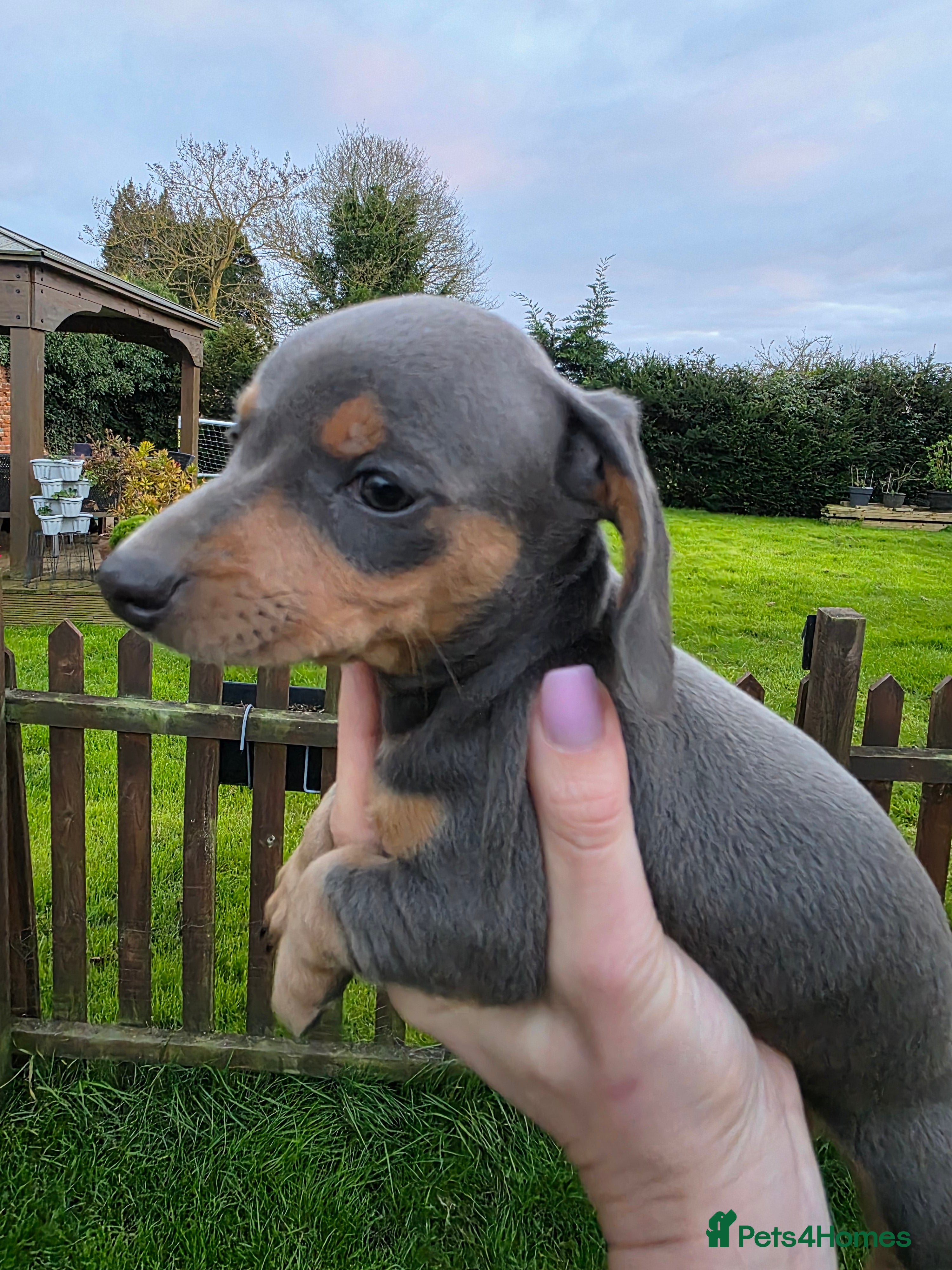 Dachshund dogs KC reg Standard Dachshund Puppies - Advert 2