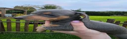 Dachshund dogs for sale: KC reg Standard Dachshund Puppies - Advert 2