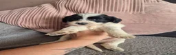 Jackapoo dogs for sale: F1 jackapoo pups  - Advert 2