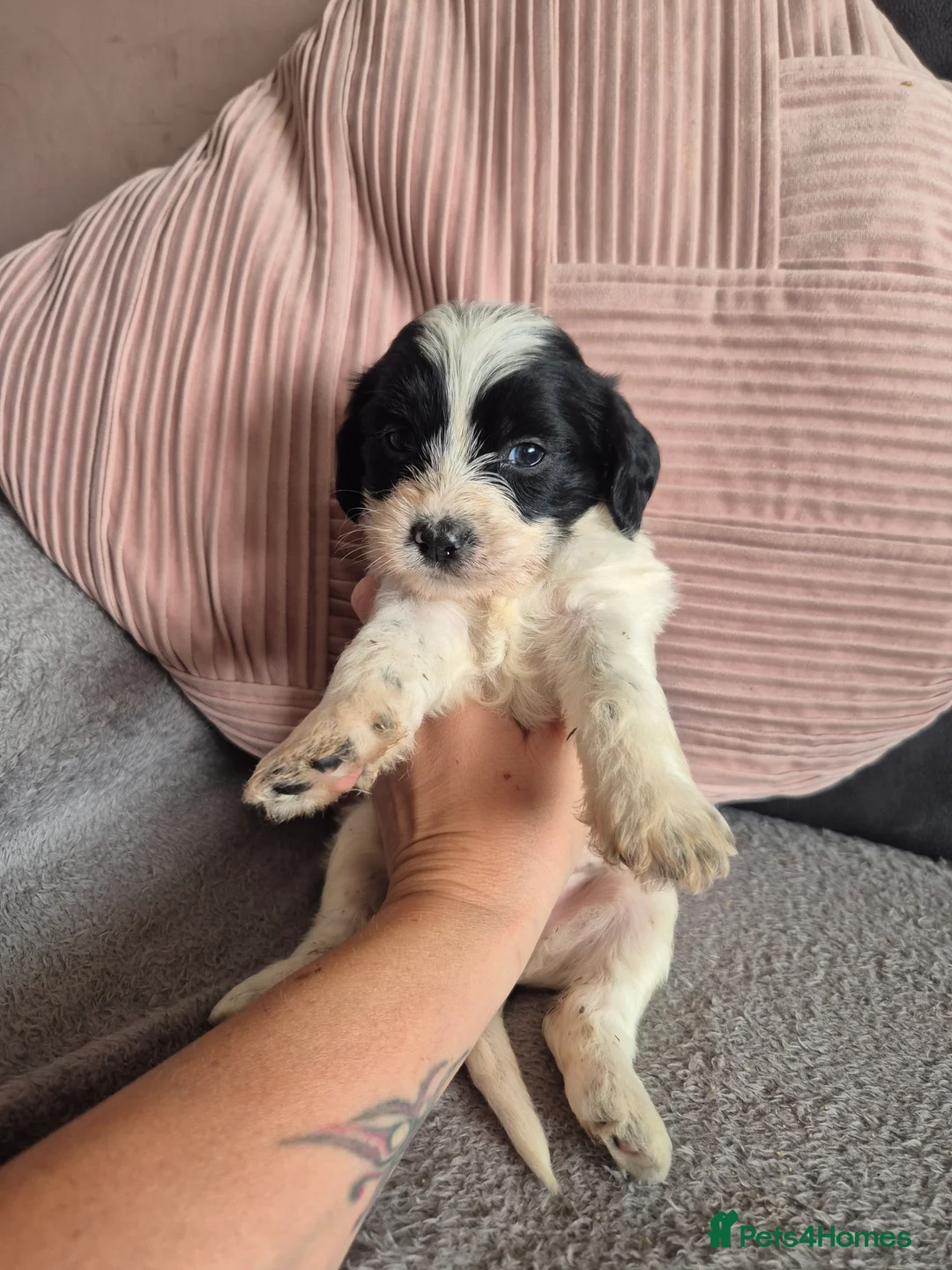 Jackapoo dogs for sale: F1 jackapoo pups  - Advert 2