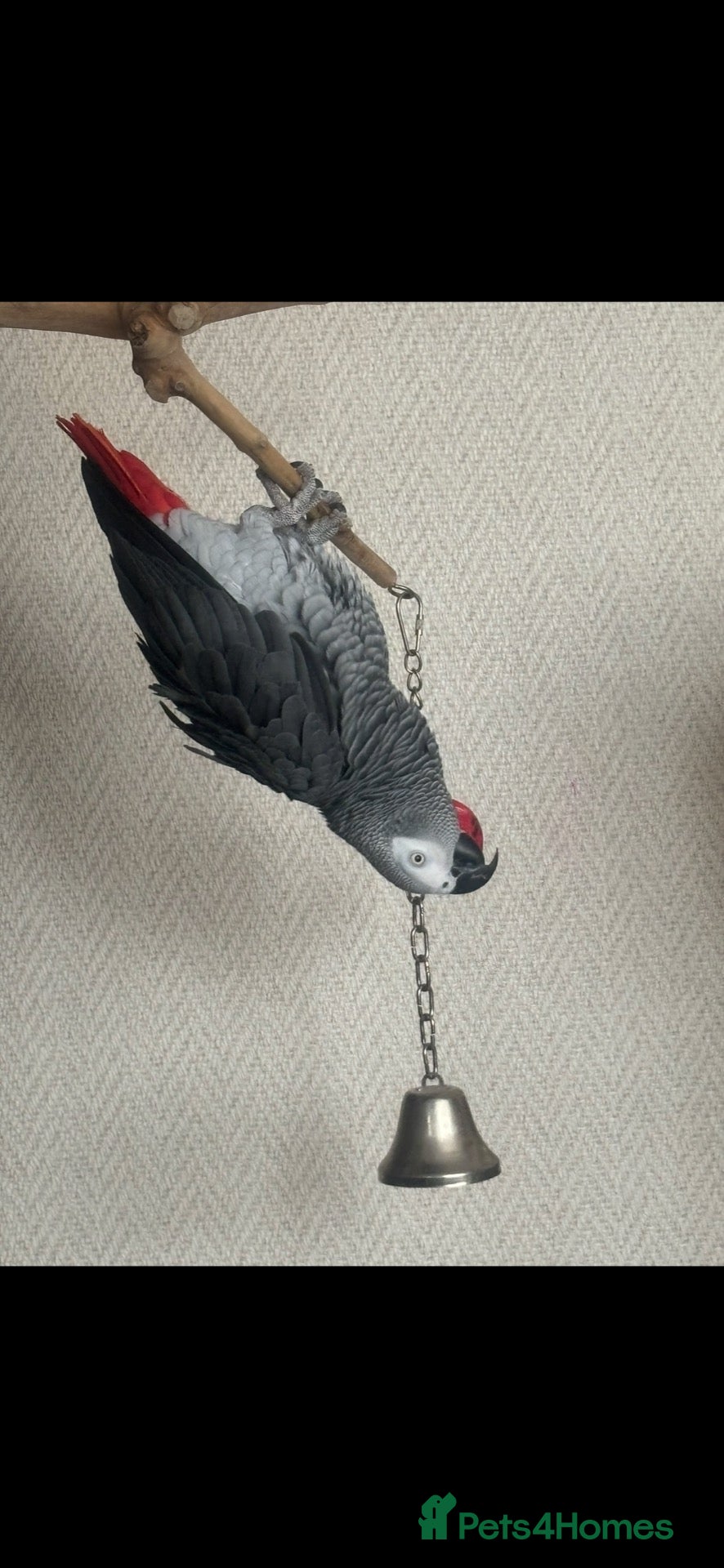 Parrots birds African Grey  - Advert 5
