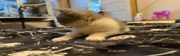 British Shorthair cats for sale: Kittens ready for a new home  - Advert 7