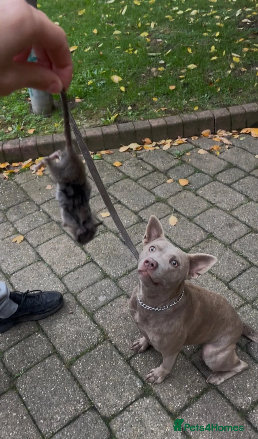 Mixed Breed dogs for sale:  thai ridgeback cross - Advert 2