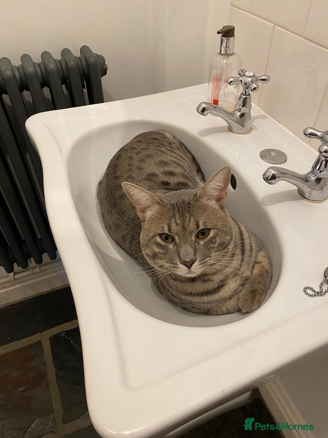 Savannah cats for sale: Stunning Savannah cats for sale - Image 9