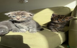 Scottish Fold cats for sale: 🐾ADORABLE SCOTTISH KITTENS FOR SALE🐾  - Image 13