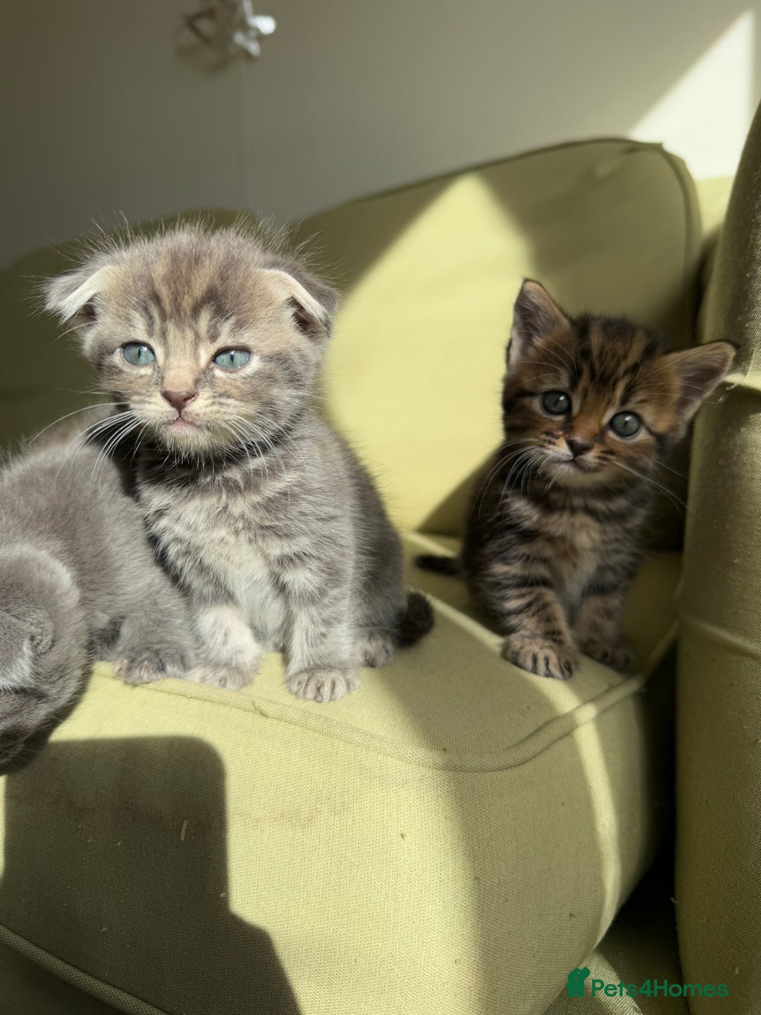 Scottish Fold cats for sale: 🐾ADORABLE SCOTTISH KITTENS FOR SALE🐾  - Image 13