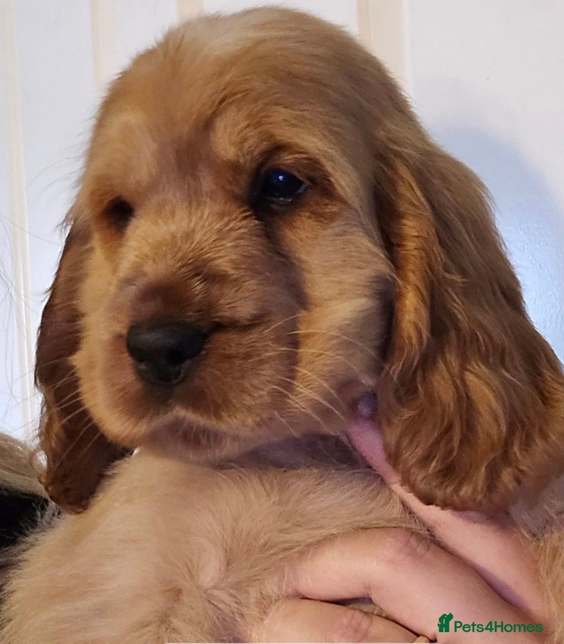 Cocker Spaniel dogs Stunning kc reg show cockers fully health tested  - Advert 11