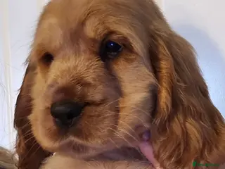 Cocker Spaniel dogs Stunning kc reg show cockers fully health tested - Advert 11