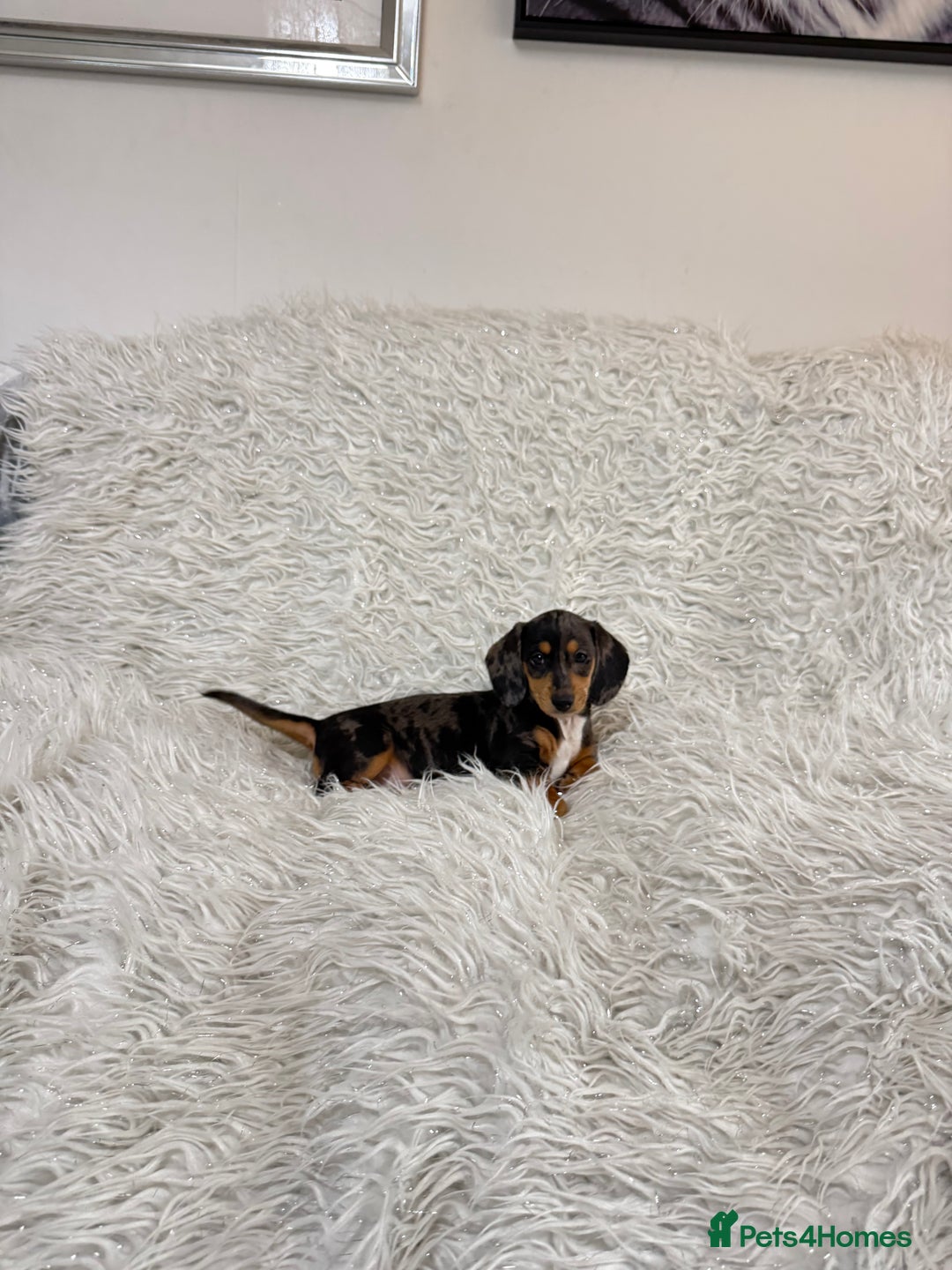 Miniature Dachshund dogs for sale: Miniature Daschund 🤏🏽 💖pink💖 - Image 3