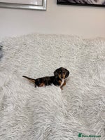 Miniature Dachshund dogs - Advert 5