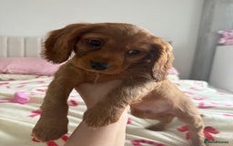 Cockalier dogs for sale: Cockalier puppies ready on the 8th October - Image 10