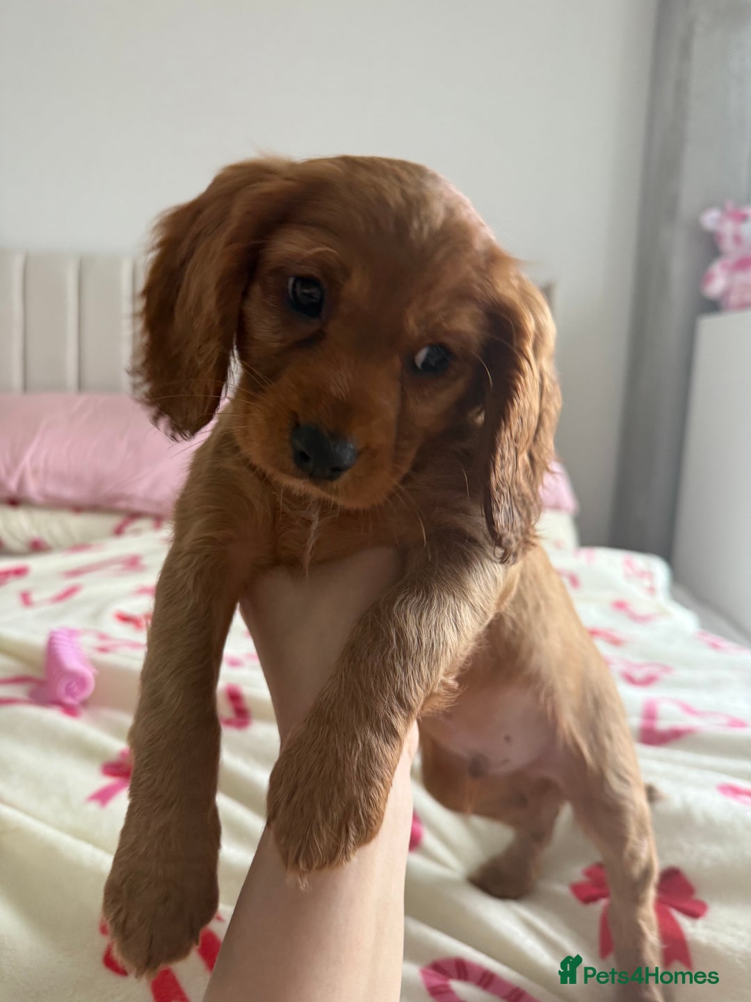 Cockalier dogs for sale: Cockalier puppies ready on the 8th October - Image 10