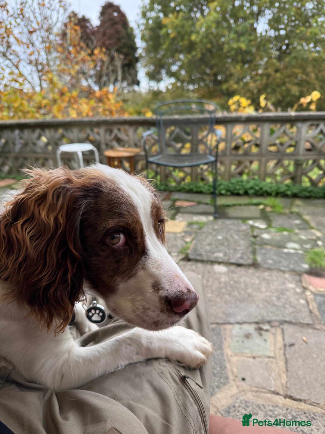 Cocker Spaniel dogs for sale: Cocker Spaniel Puppy - Advert 3