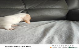 Basset Hound dogs for sale: Bassett Hound Puppies for Sale - Image 7