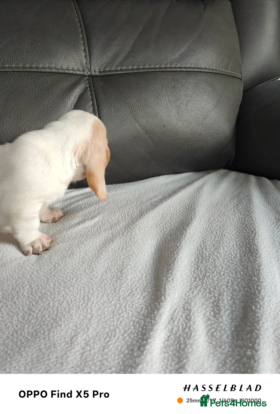 Basset Hound dogs for sale: Bassett Hound Puppies for Sale - Image 7