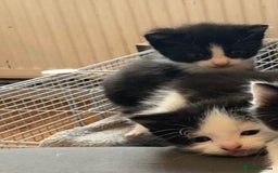 Domestic Shorthair cats for sale: 2 kittens for sale  - Image 2