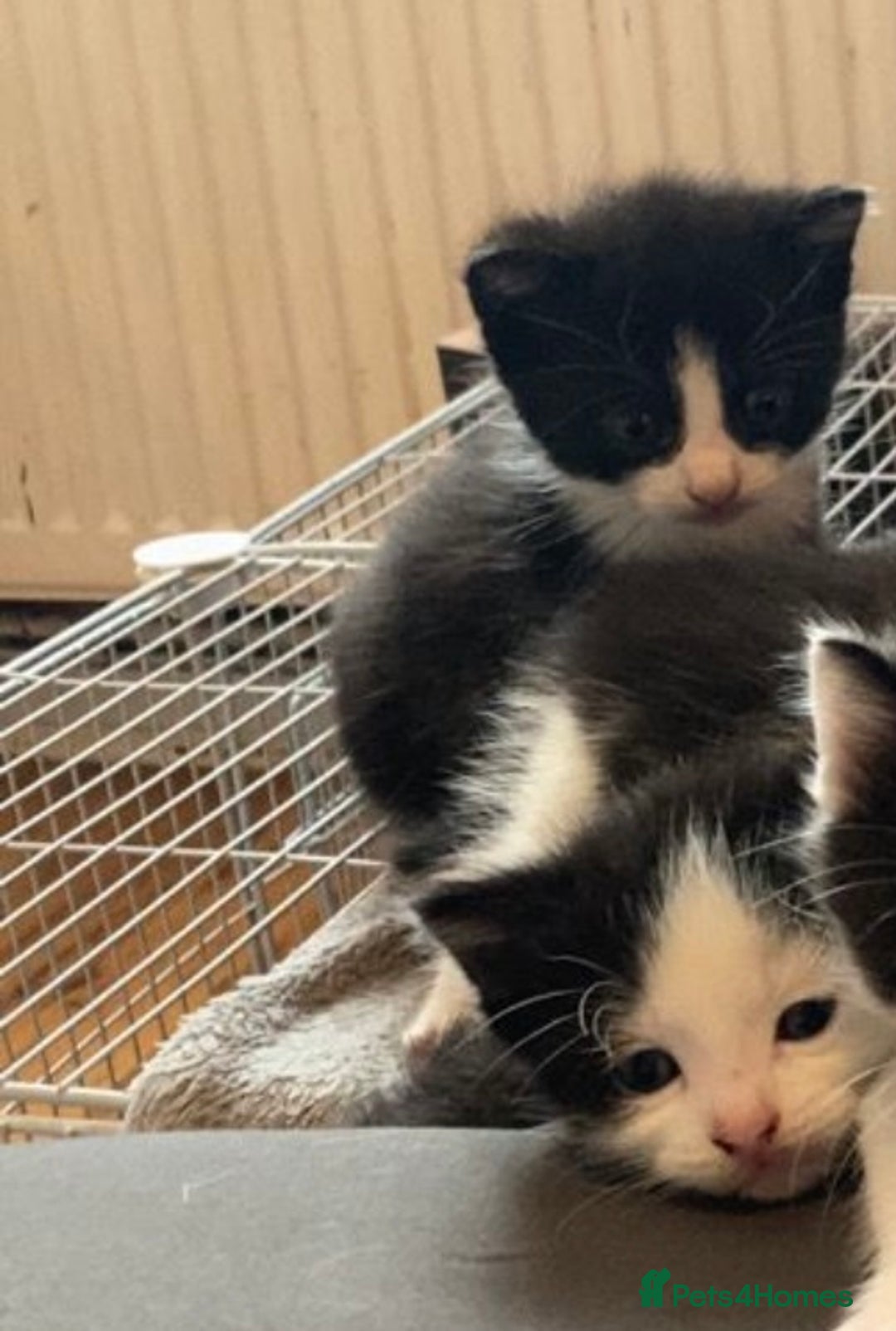 Domestic Shorthair cats for sale: 2 kittens for sale  - Image 2