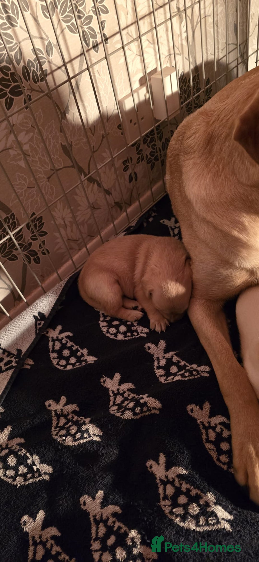 Labrador Retriever dogs for sale: Beautiful boy Labrador retriever  - Advert 11