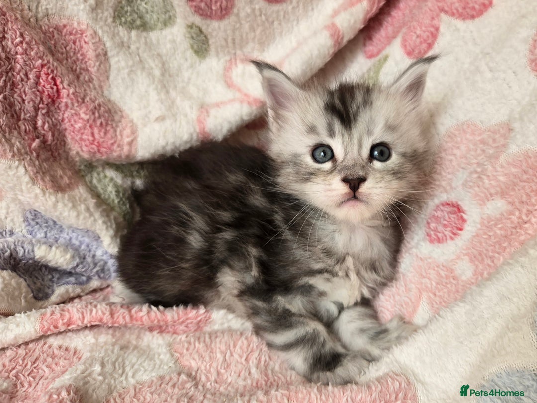 Maine Coon cats for sale: Beautiful playful Maine Coon kittens  - Image 28